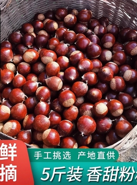 2025年福建建瓯特产锥栗板栗生新鲜油栗高山农家现摘榛子糖炒栗子