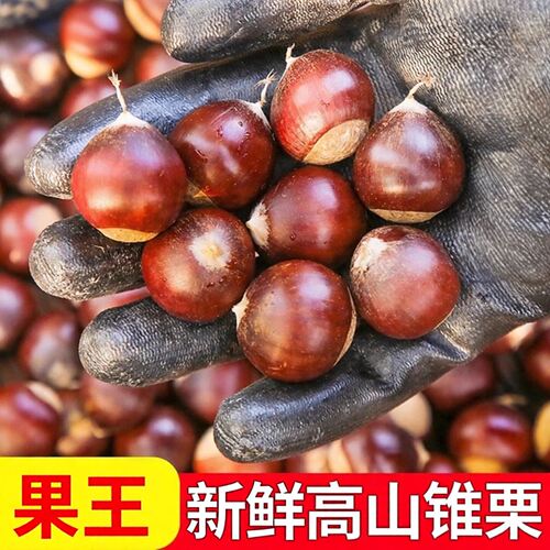 2026年果王高山锥栗现摘新鲜