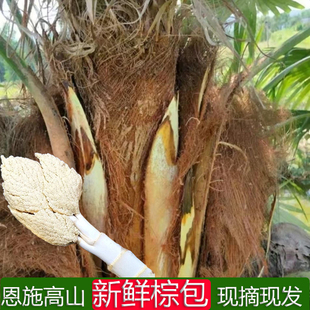 恩施高山新鲜棕包棕包米棕贝棕树花棕树应季蔬菜带棕包壳现采现发