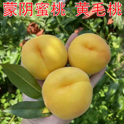蒙阴黄毛桃山东黄桃新鲜水果当季蜜桃现摘现发脆甜黄金蜜带毛桃子