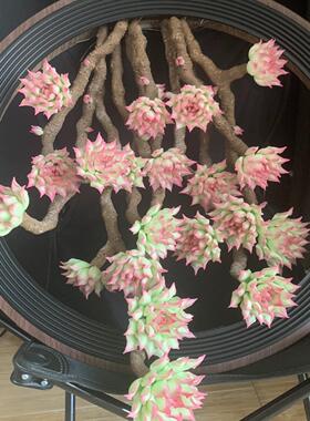 Cc原创树脂黏土仿真多肉植物永生花水晶虾饺桌面装饰摆件生日礼物