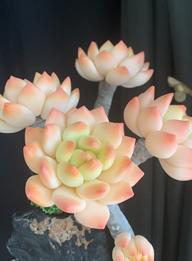 Cc原创树脂黏土仿真抹茶多肉玉蝶天鹅绒摆件蓝丝绒洛可可乌木生日