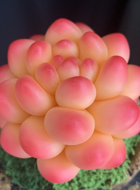 Cc原创树脂黏土仿真月影多肉玉蝶雪天使摆件蓝丝绒洛可可乌木生日