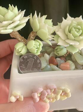 手工树脂粘土迷你多肉白茶山地玫瑰锦定制创意装饰桌面摆件生日礼