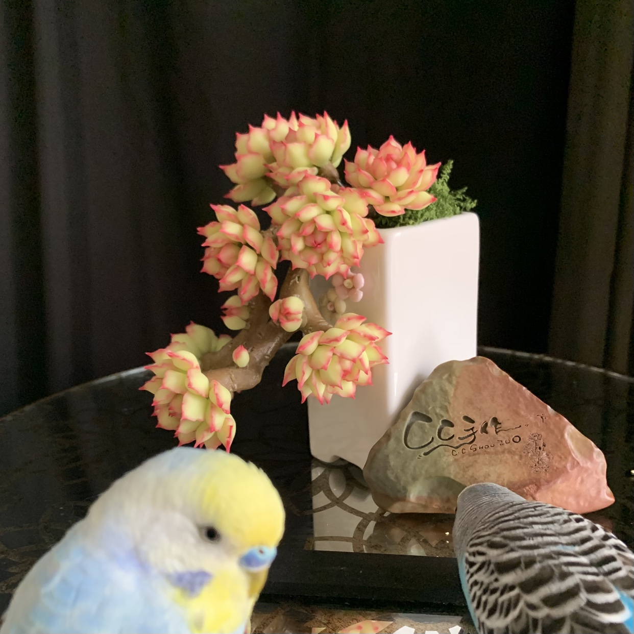 迷你手工粘土多肉虾饺白茶玫瑰