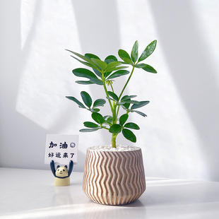 鸭脚木绿植桌面鹅掌藤八方来财办公室卧室情绪氛围新手好养小盆栽