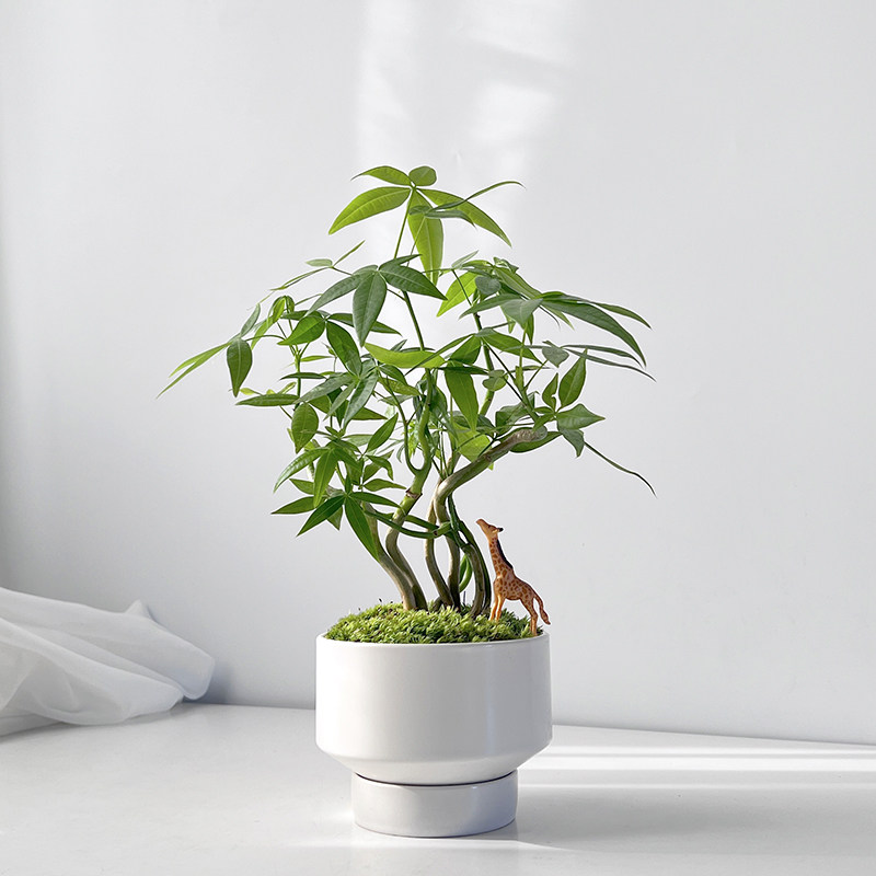 北欧ins网红风趣味发财树奇特造型植物室内花卉桌面情绪解压盆栽
