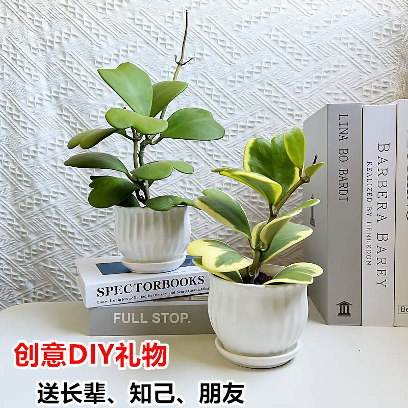一片心叶球兰多肉植物爬藤花卉办公桌防辐射老桩心型礼物diy盆栽