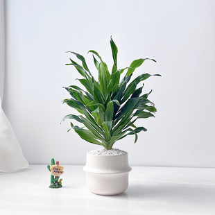 网红ins风太阳神龙血树办公室绿植客厅书房净化空气情绪解压盆栽