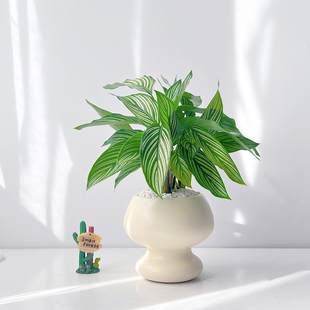 北欧风青纹竹芋绿植室内桌面盆栽办公室客厅现代简约观叶耐养花卉