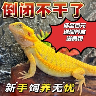 鬃狮蜥活体宠物豹纹温顺可以上手温顺学生宿懒人宠物