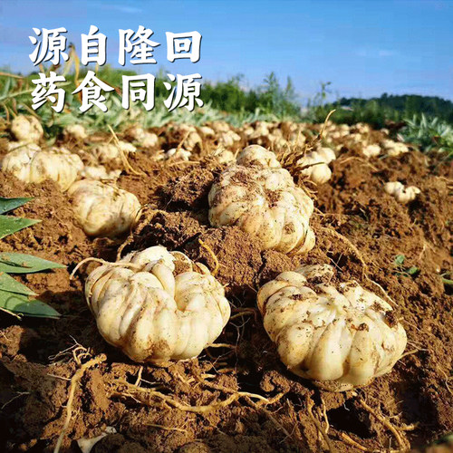 隆回药食同源龙牙百合顺丰发货