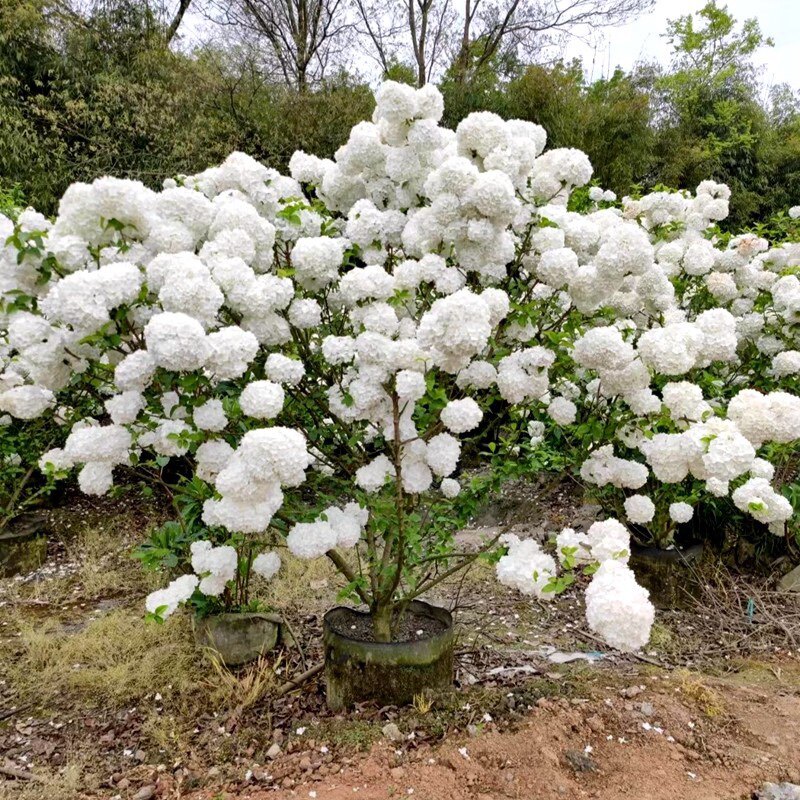中华木绣球木本绣球树苗中华大花木琼花木八仙花绣球室外庭院地栽