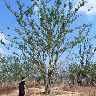 丛生榔榆行道树乔木榆园林树苗
