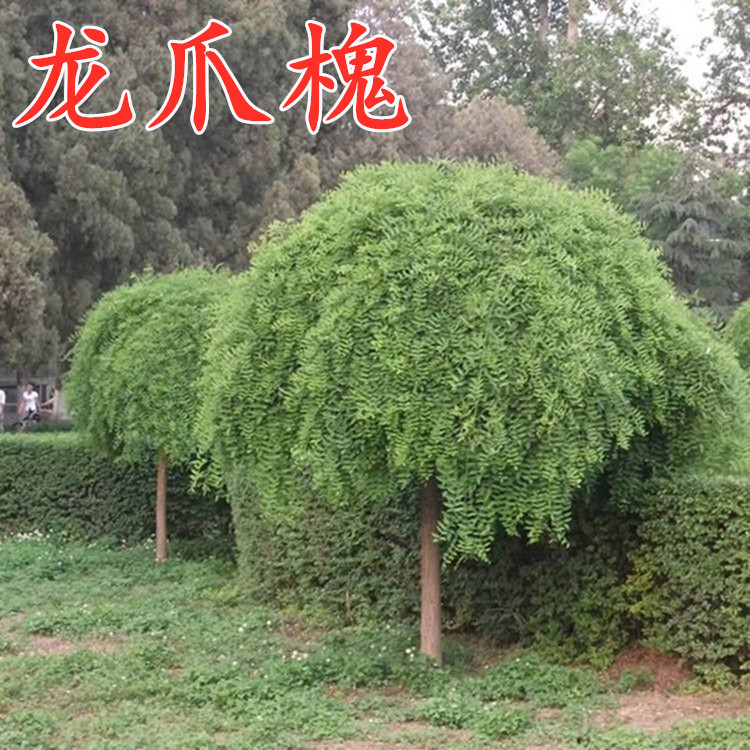 龙抓槐树苗国槐树苗庭院道路行道