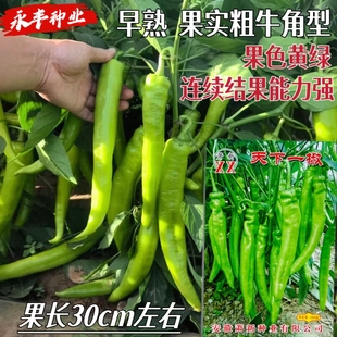 萧新天下一椒早熟辣椒种籽孑长牛角型黄绿皮抗病高产四季蔬菜种子