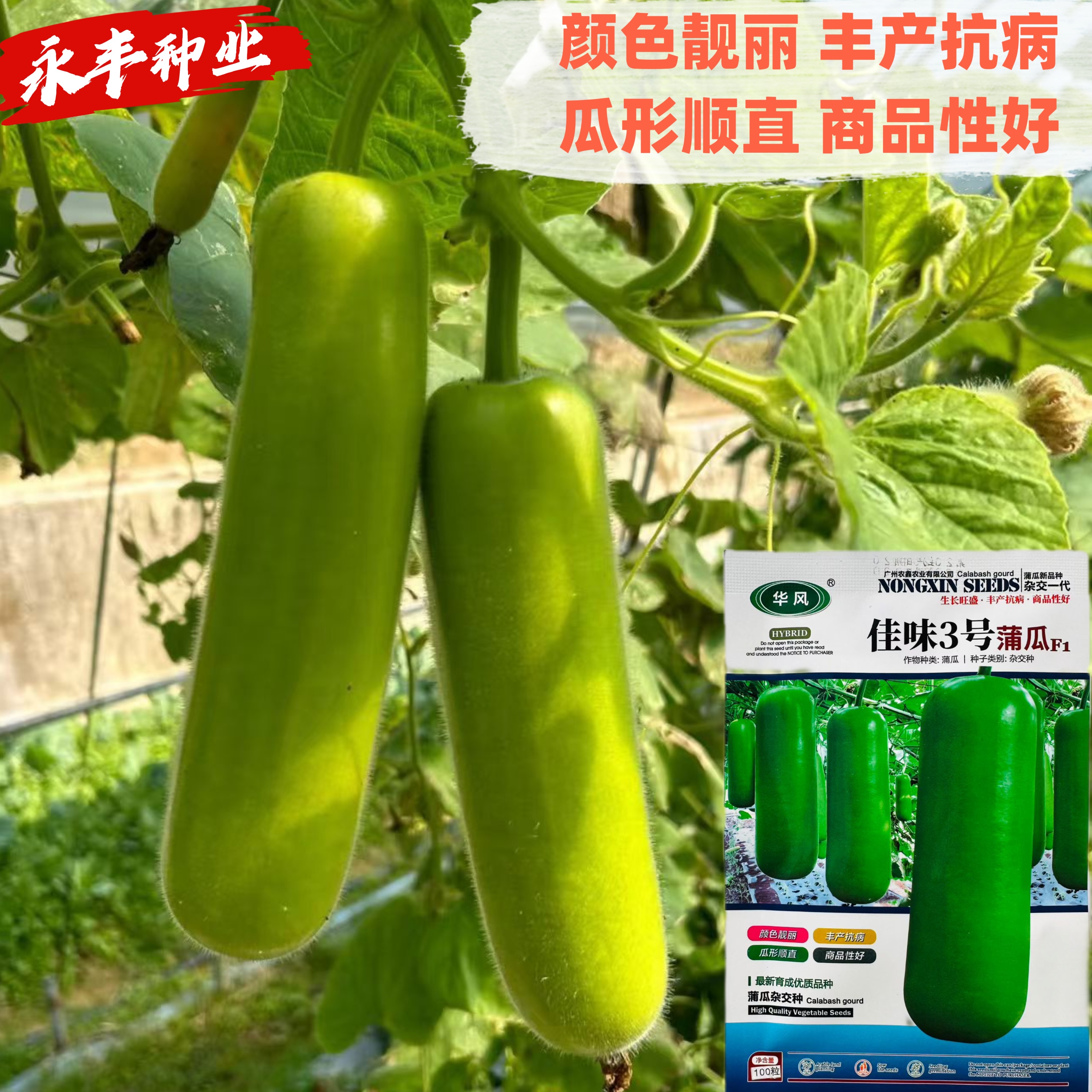 佳味3号蒲瓜种子早熟高产抗病耐热耐寒农家菜园基地种植瓠瓜种子