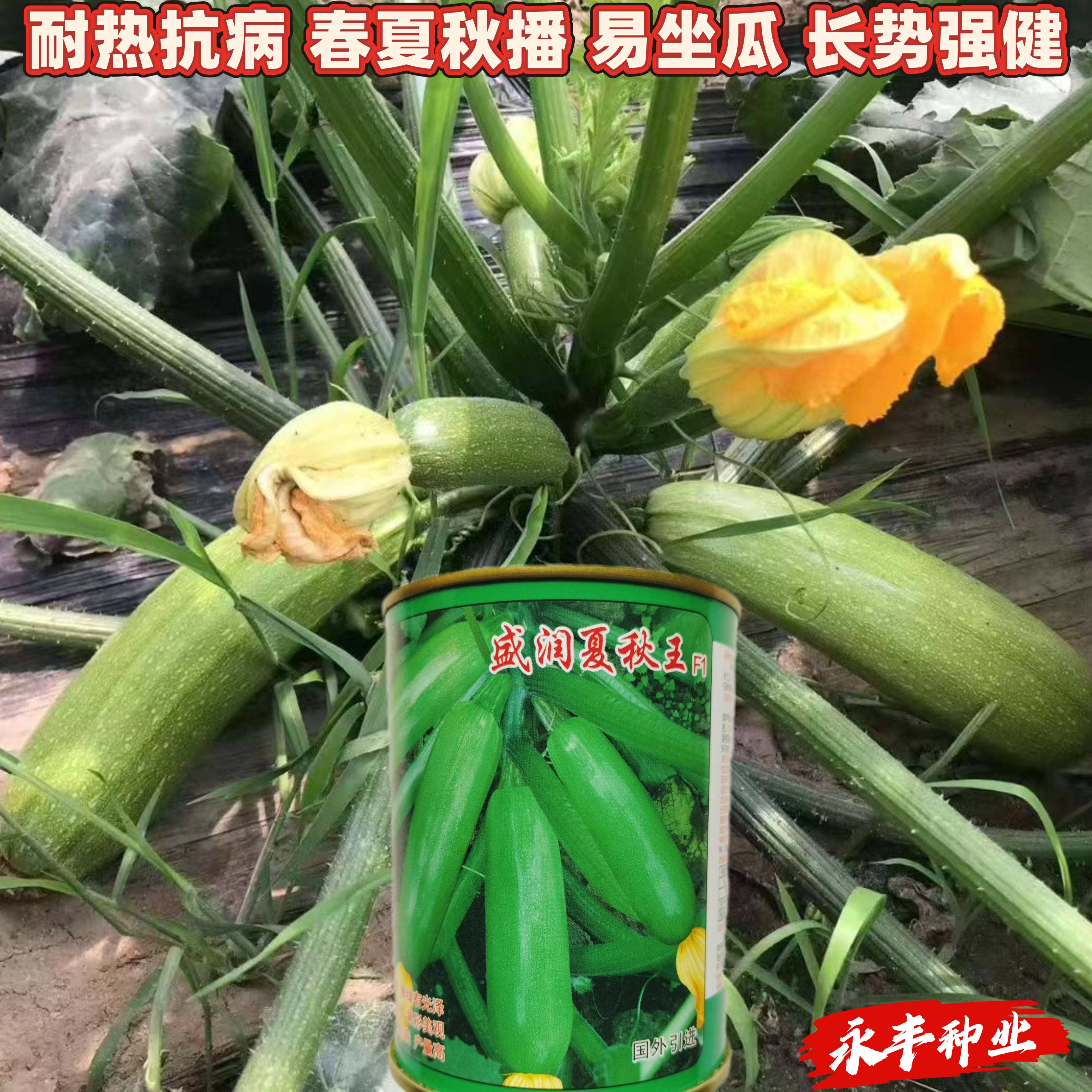 盛润夏秋王西葫芦种子进口引进耐湿热翠绿抗病露地专用西葫芦种子