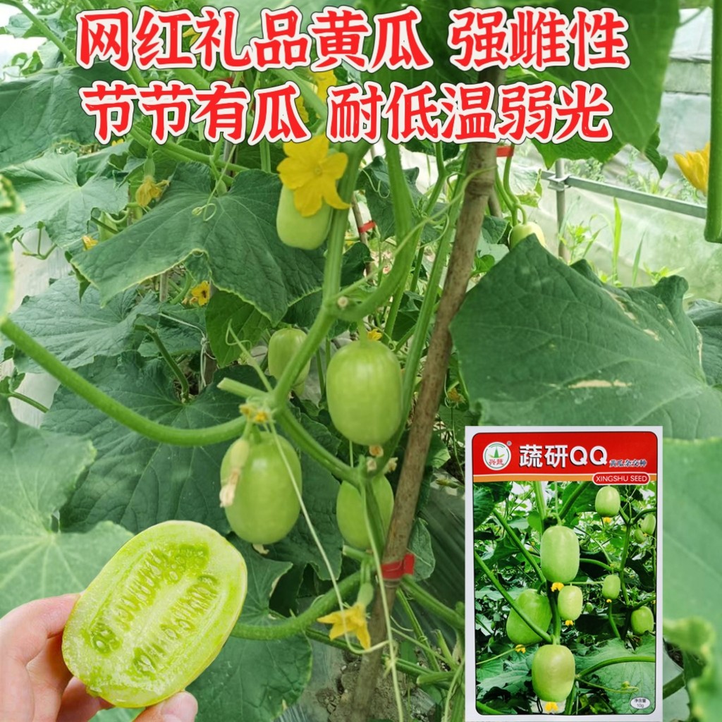 蔬研QQ黄瓜种子小黄瓜种籽新鲜水果生吃脆甜青瓜沙拉蔬菜种子
