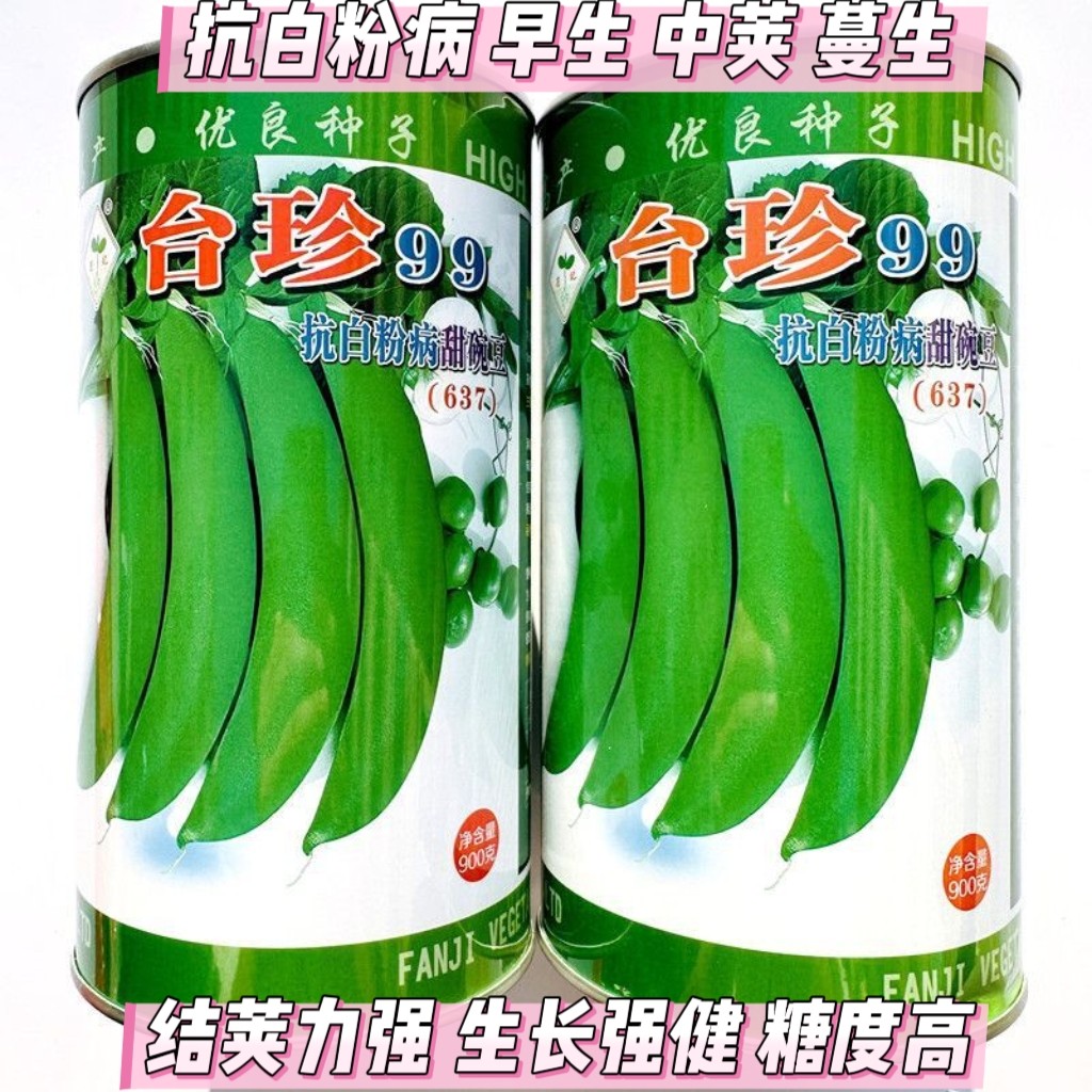 台珍99抗白粉病豆荚甜豌豆种子高产抗病耐热耐寒春秋播农家蔬菜籽