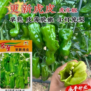 更新虎皮小泡辣椒种子极早熟耐低温皮薄挂果多灯笼形虎皮辣椒种籽
