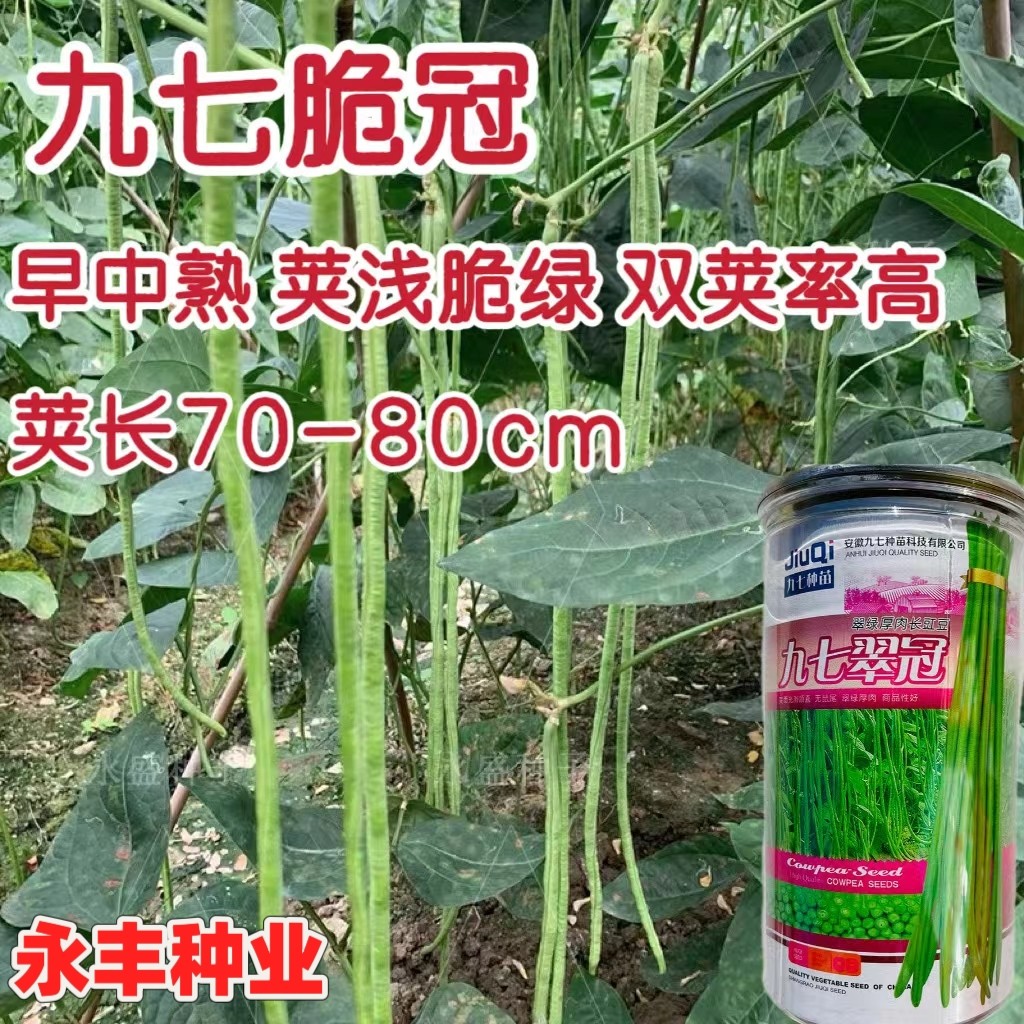 九七领航豇豆种子中早熟高产豆角抗性强厚肉无鼠尾长豇豆荚浅翠绿
