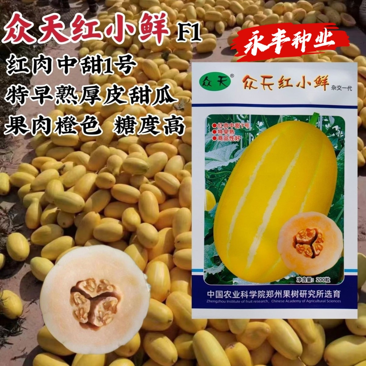 众天红小鲜甜瓜种子早熟皮厚高产抗病肉橙易坐果香瓜种籽春夏播