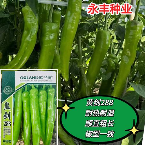 皇剑大果尖椒种籽黄绿皮光滑顺直牛角椒中辣高产春秋大棚基地蔬菜