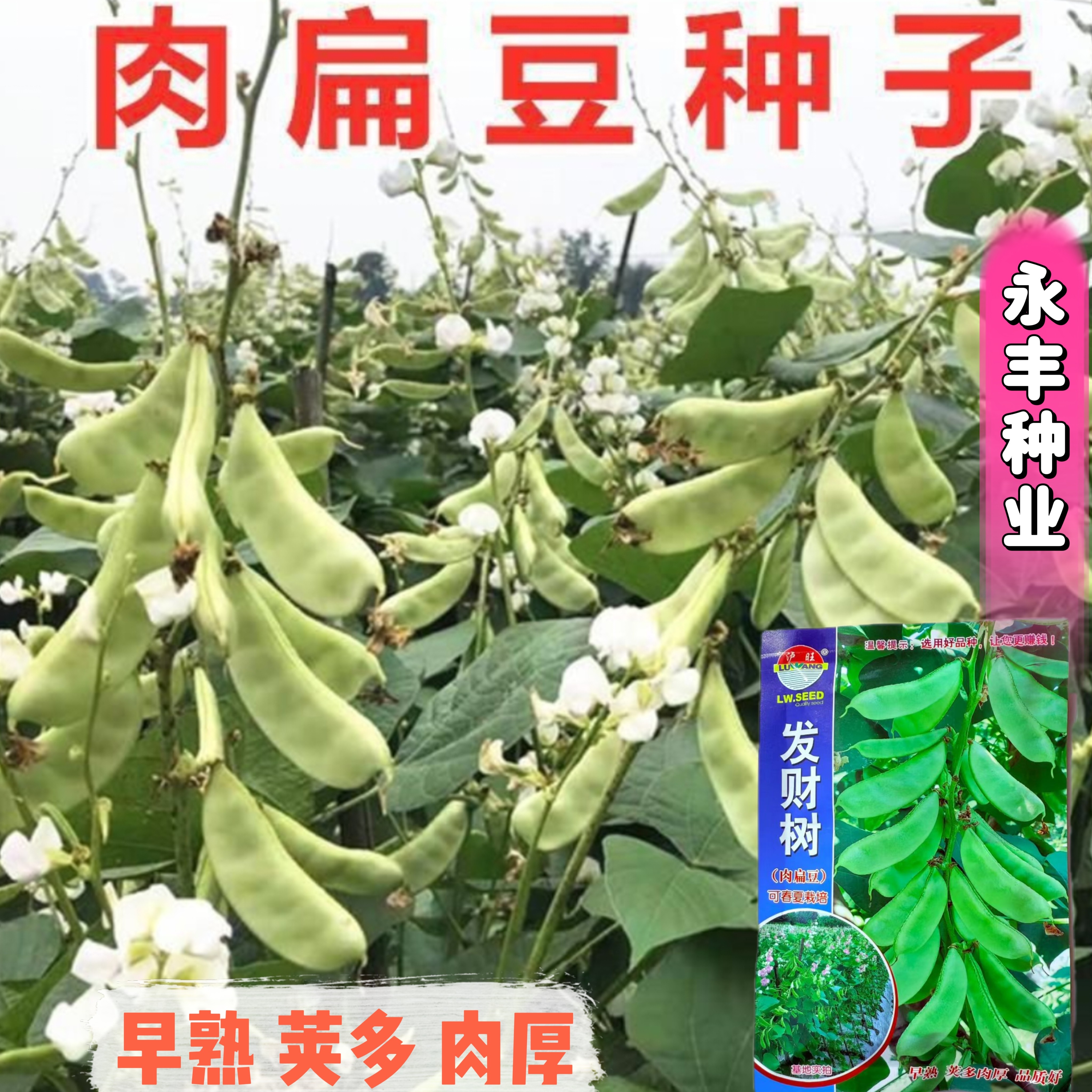发财树眉豆肉扁豆种子口感好多荚厚肉早熟高产抗病商品性佳春夏播