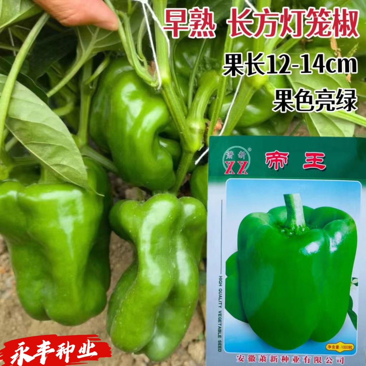 萧新帝王灯笼辣椒种子大果高产抗病味甘甜田园大棚易种植蔬菜种籽