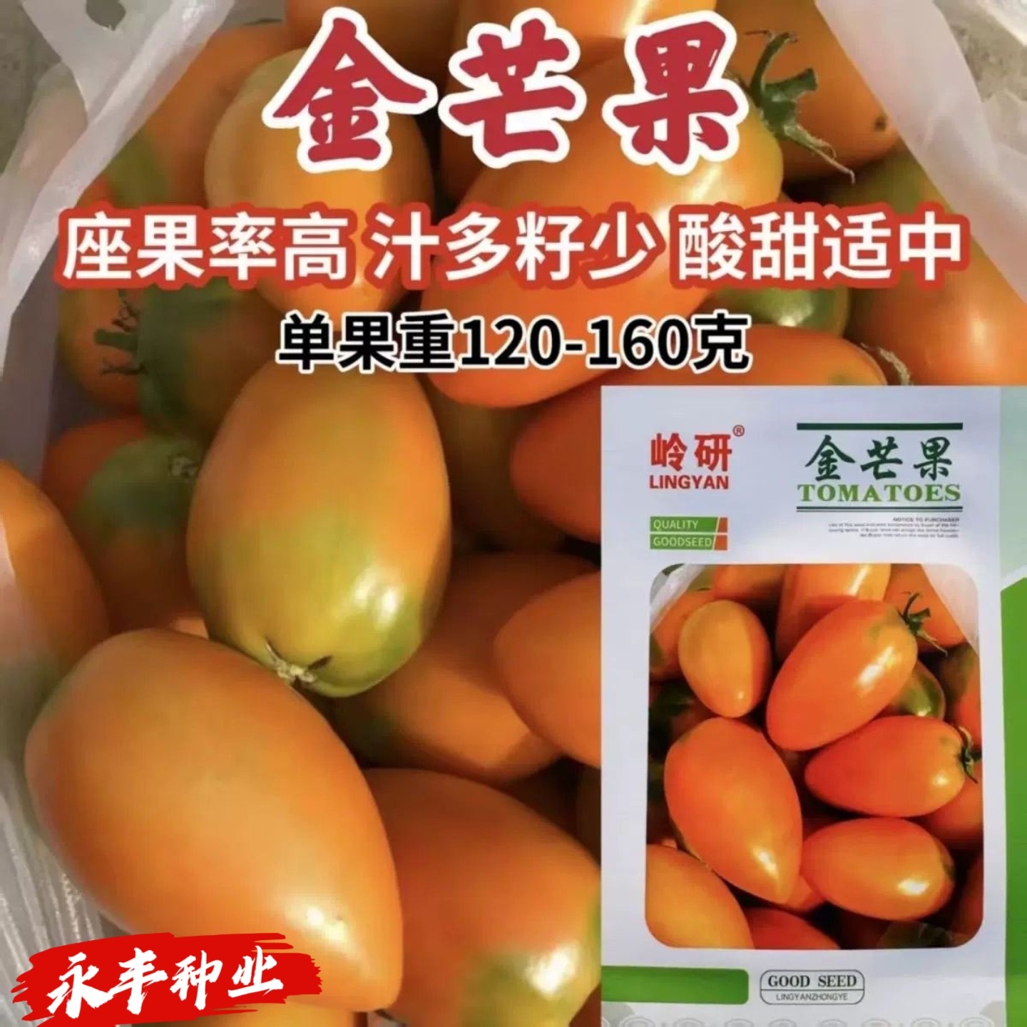 金芒果种子小番茄种子酸甜水果沙瓤西红柿种籽春秋阳台盆栽圣女果图片