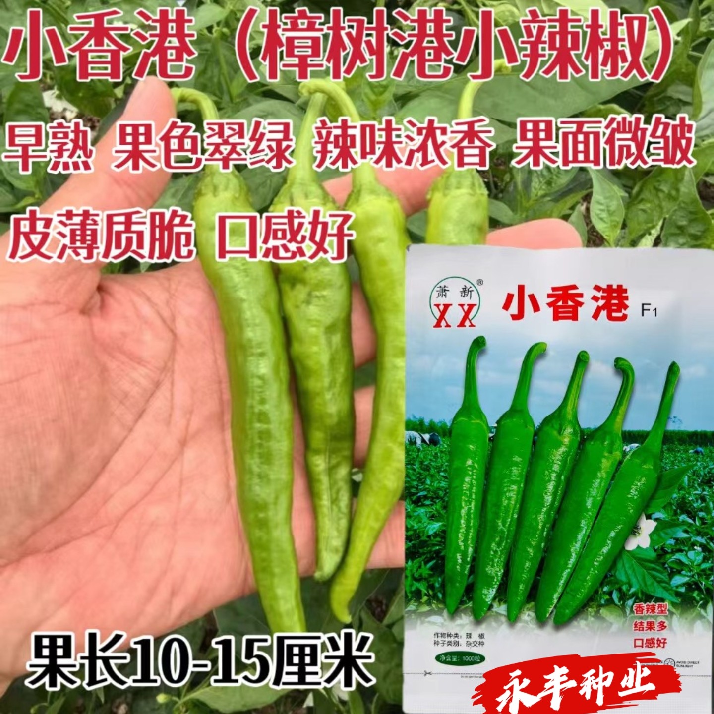 小香港辣椒种子早熟尖椒翠绿色微皱皮薄香脆肉质软糯耐低温樟树港