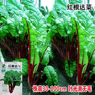 根达菜种子牛皮菜籽蔬菜种孑阳台盆栽君达菜四季莙荙菜厚皮菜农家