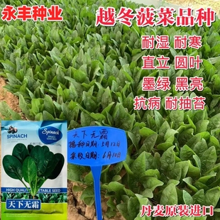丹麦耐热进口菠菜种子天下无霜高抗霜霉病抗热耐湿圆叶菠菜四季播