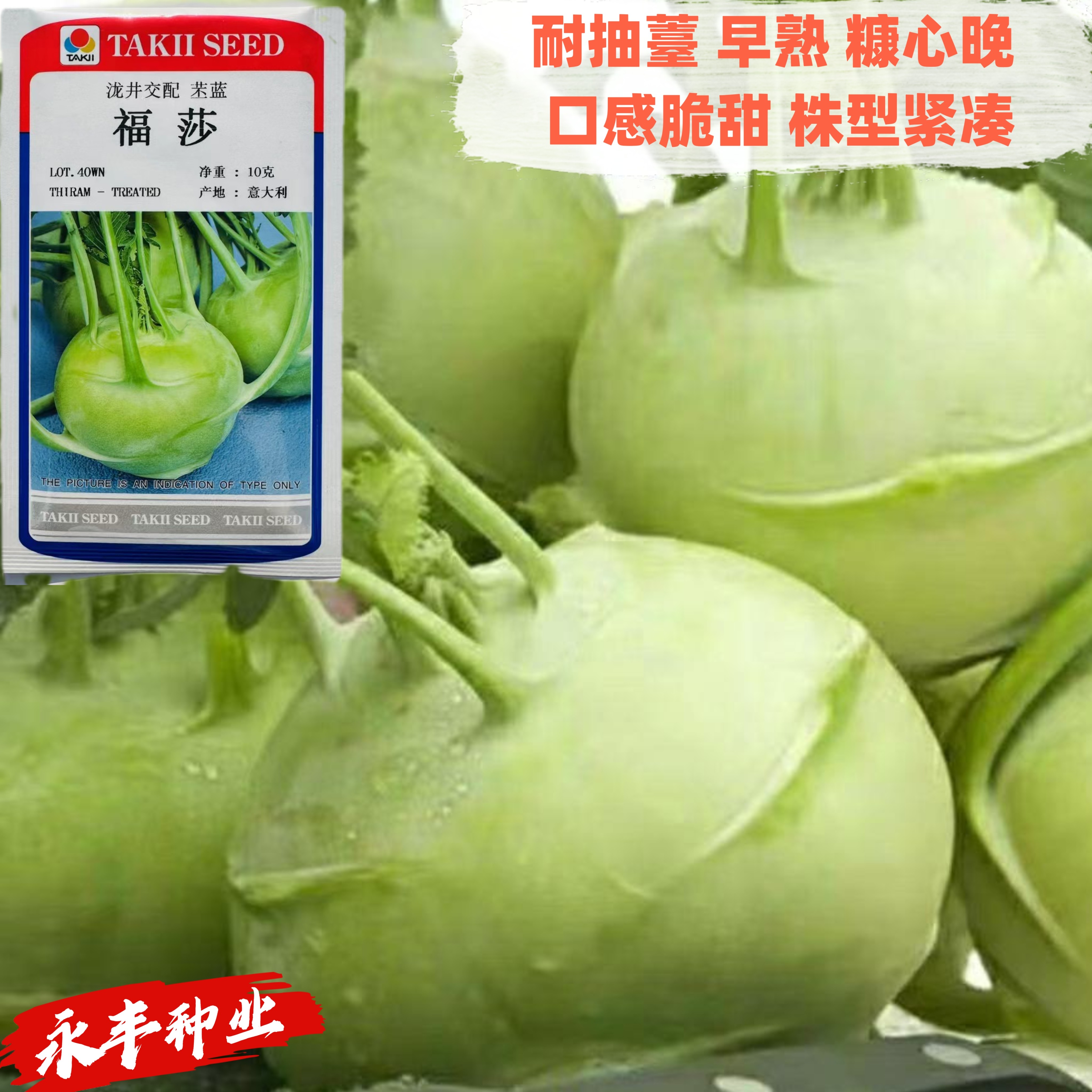福莎甘蓝种子意大利进口耐抽苔早熟高产甜脆水果甘蓝包心菜种籽