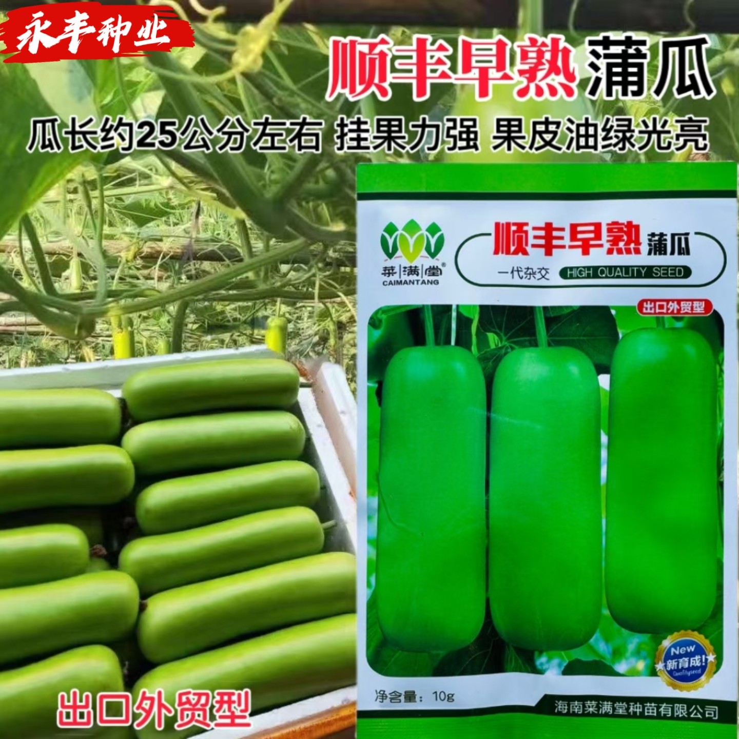 顺丰早熟急先锋油绿蒲瓜种子高产抗病春秋季热销甜脆瓠瓜高产早熟
