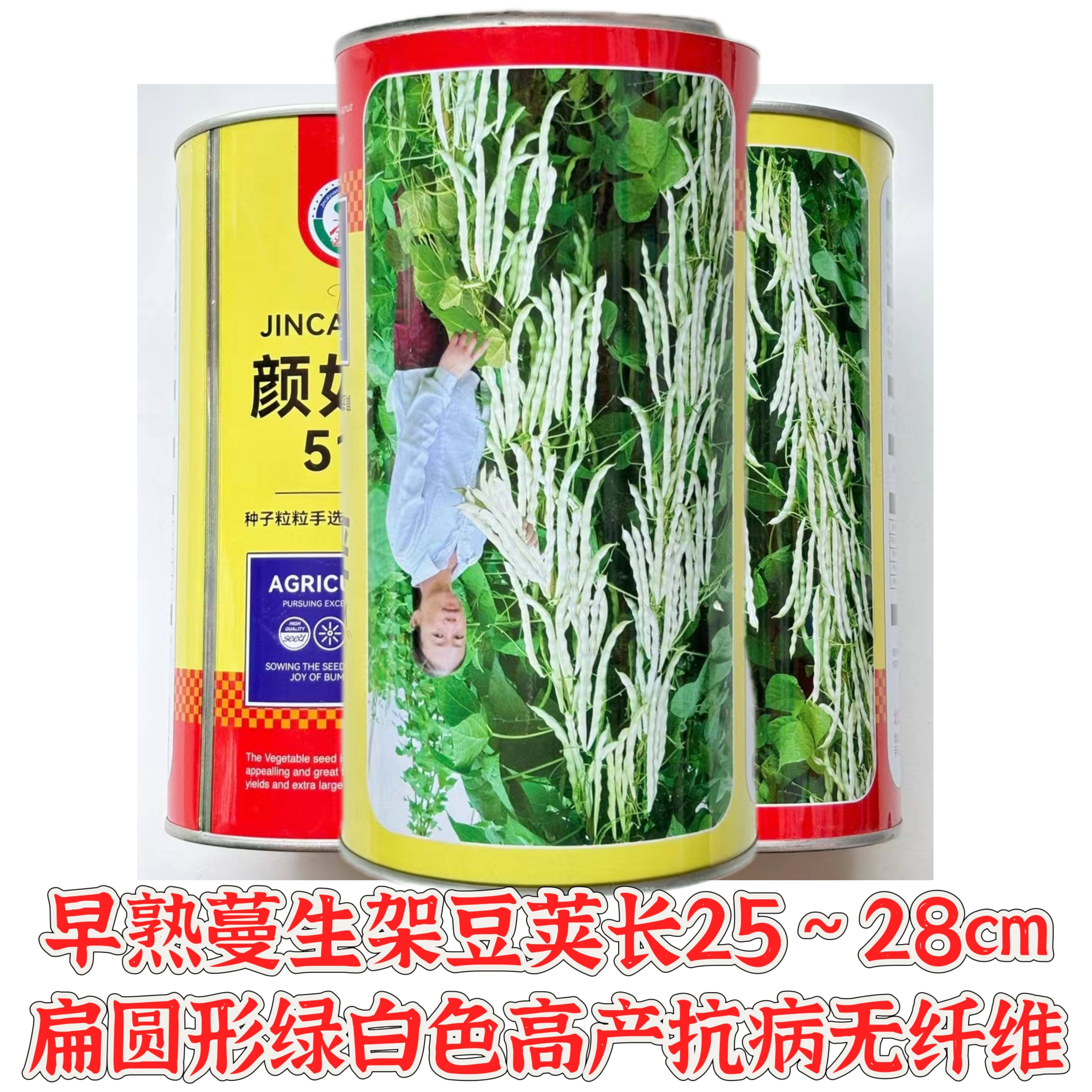 颜如玉518芸豆种子早熟高产爬架四季豆种子四季老来少架豆种籽