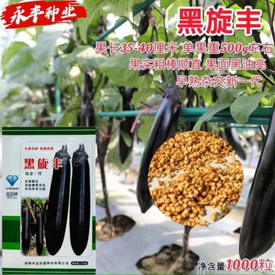 黑旋丰茄子种子早熟皮薄春露地紫茄紫黑长茄子口感细腻无渣肉质软