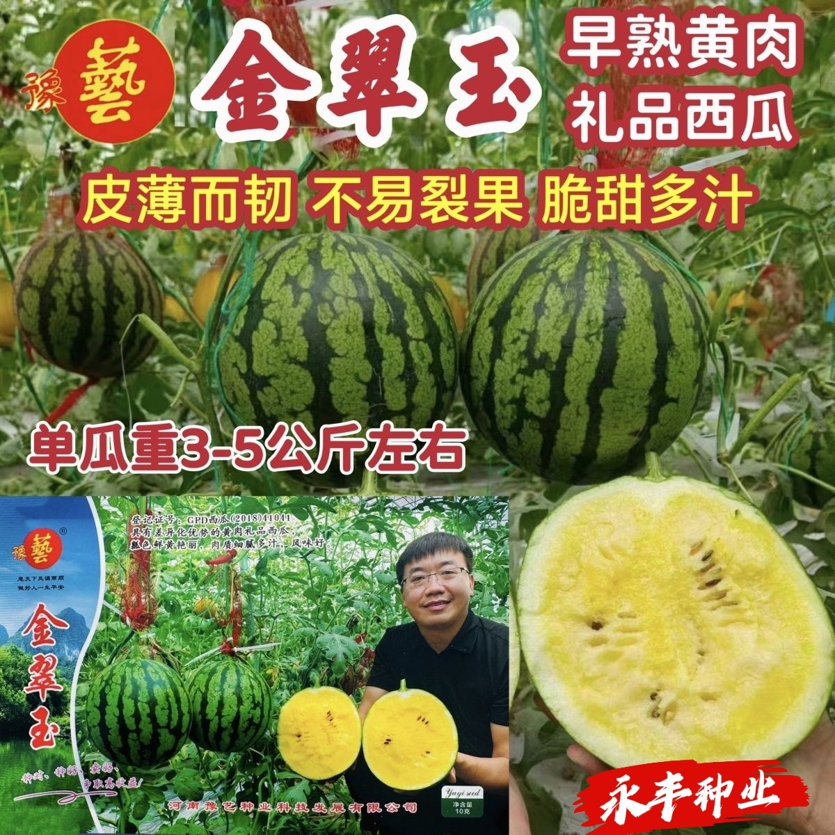 金翠玉黄瓤小西瓜种子早熟高产皮薄韧不裂果脆甜多汁礼品西瓜种子