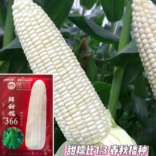 鲜甜糯366白糯玉米种子早熟高产软糯香甜加糯玉种籽大棒粘黏玉米