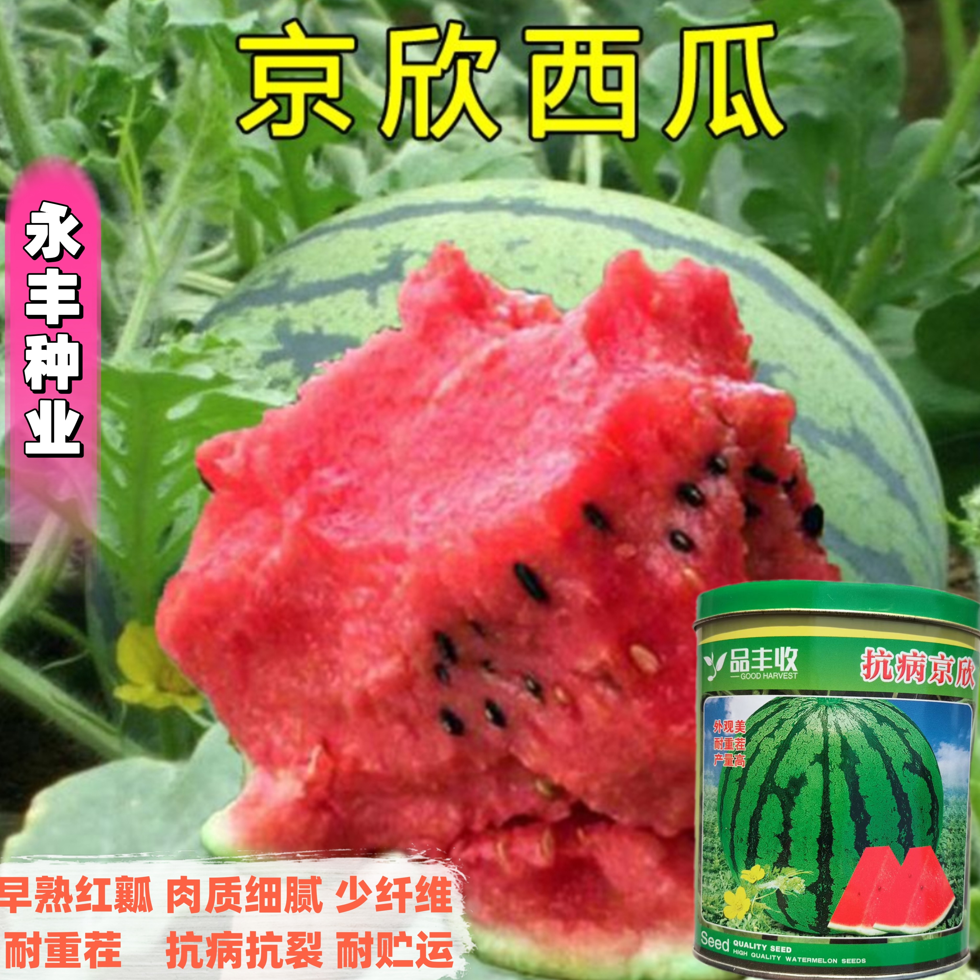 抗病京欣西瓜种子早熟红瓤西瓜种子耐重茬抗病抗裂耐贮运西瓜种籽