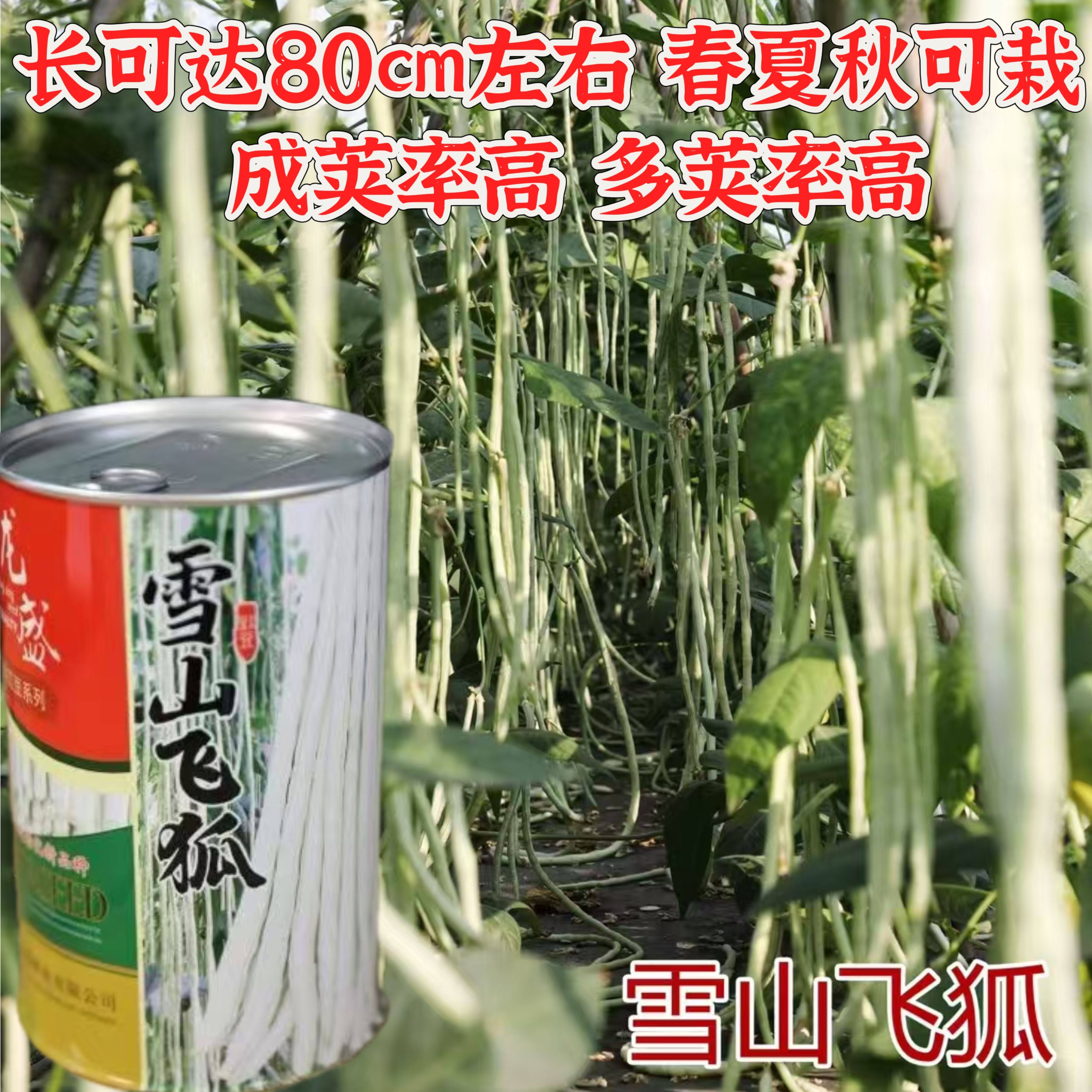 雪山飞狐春夏秋架豆种子菜豆红花白荚扁豆种子早熟抗病高产南北方