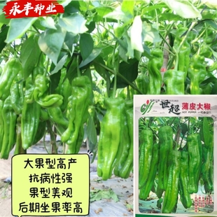 世超薄皮大椒超大薄皮椒种籽高产耐热耐低温微辣大果型春秋大田种