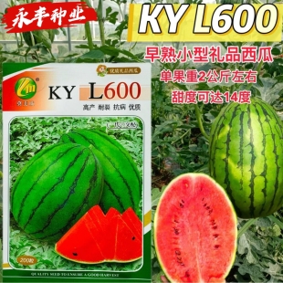 掌上明珠粒L600礼品西瓜种子皮薄早熟耐裂甜度高有蜡粉西瓜籽春夏