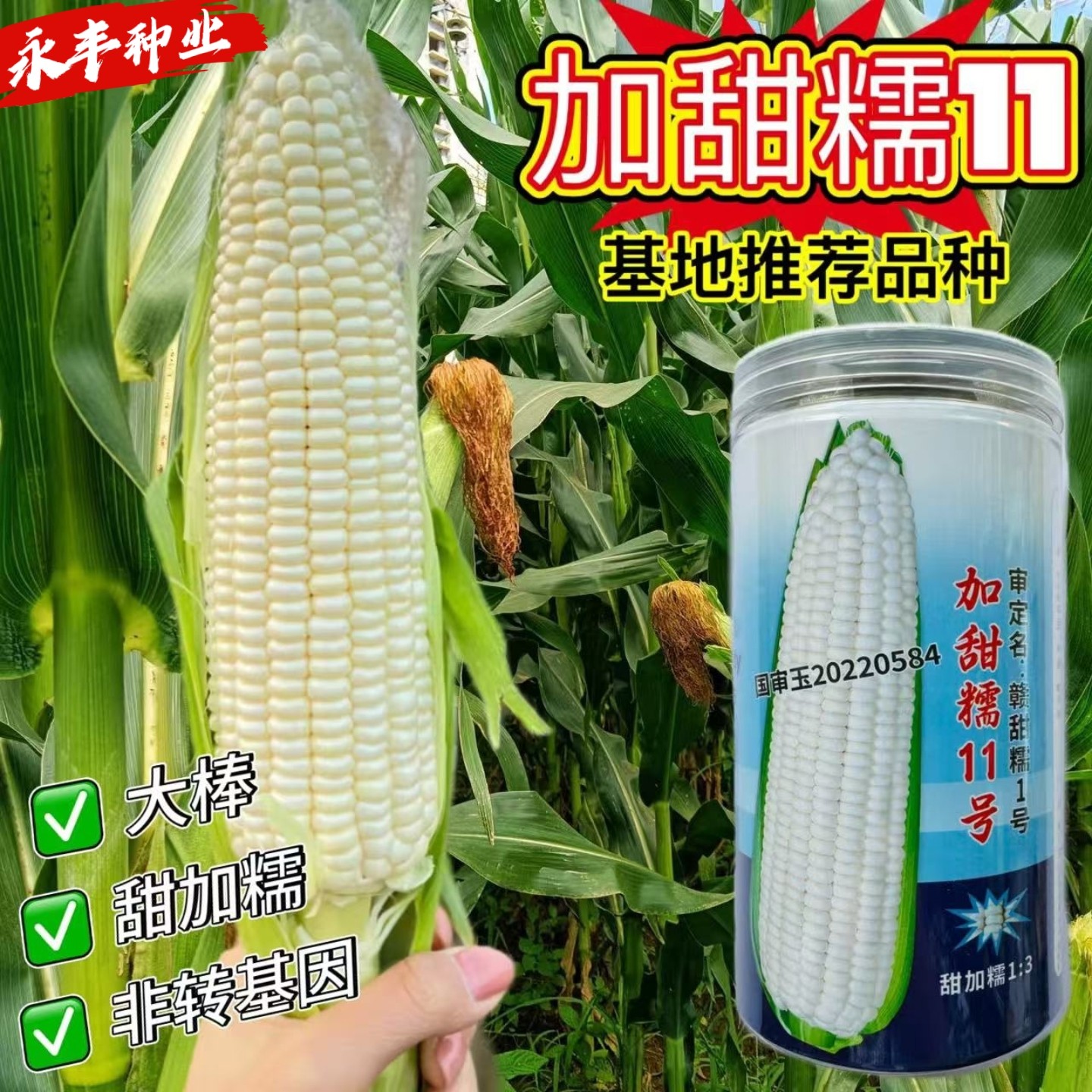 加甜糯11号糯玉米种子早熟特大棒甜加糯软糯香甜非转基因玉米籽