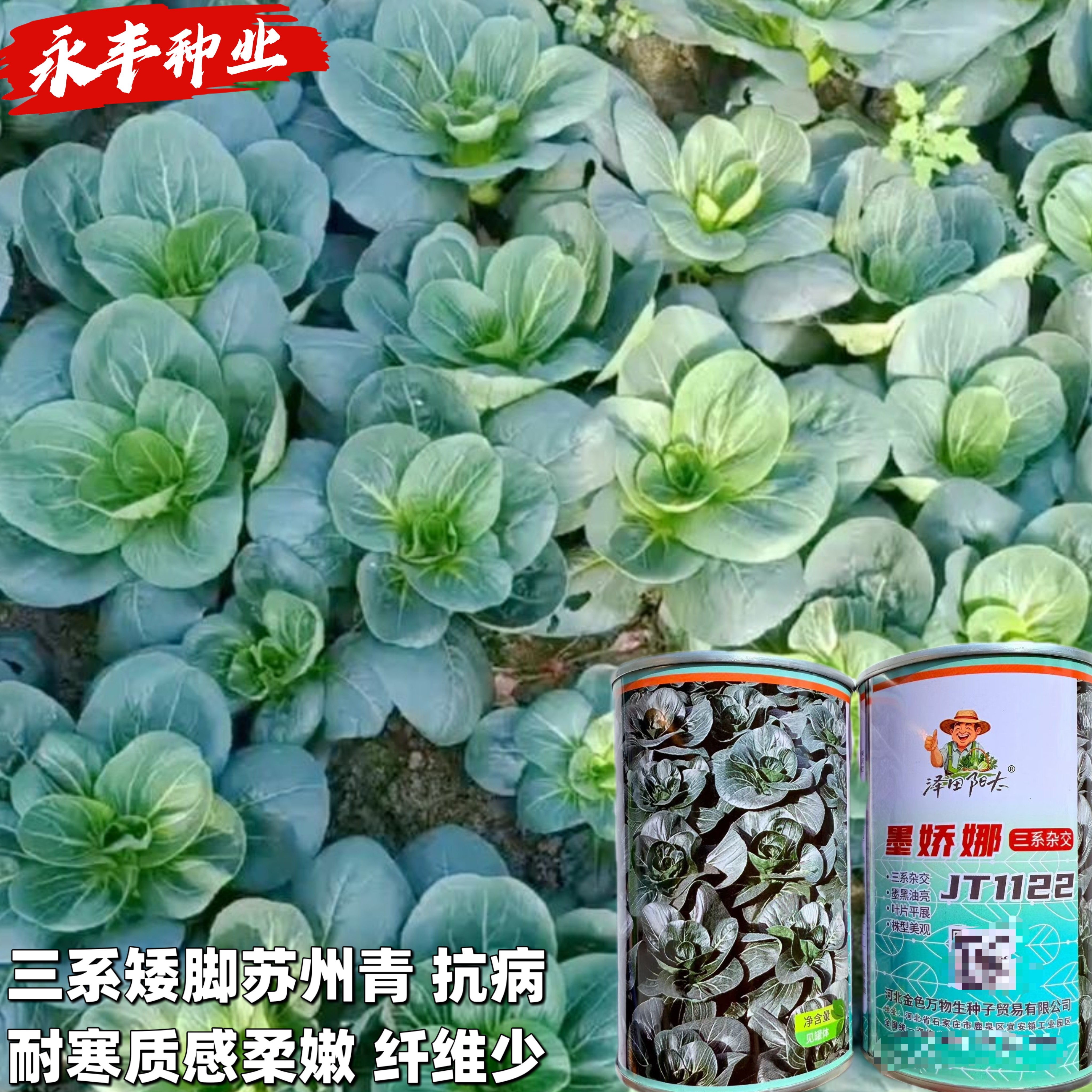 墨娇娜三系杂交矮脚苏州青大头束腰青菜种子耐寒青梗菜春秋播种籽