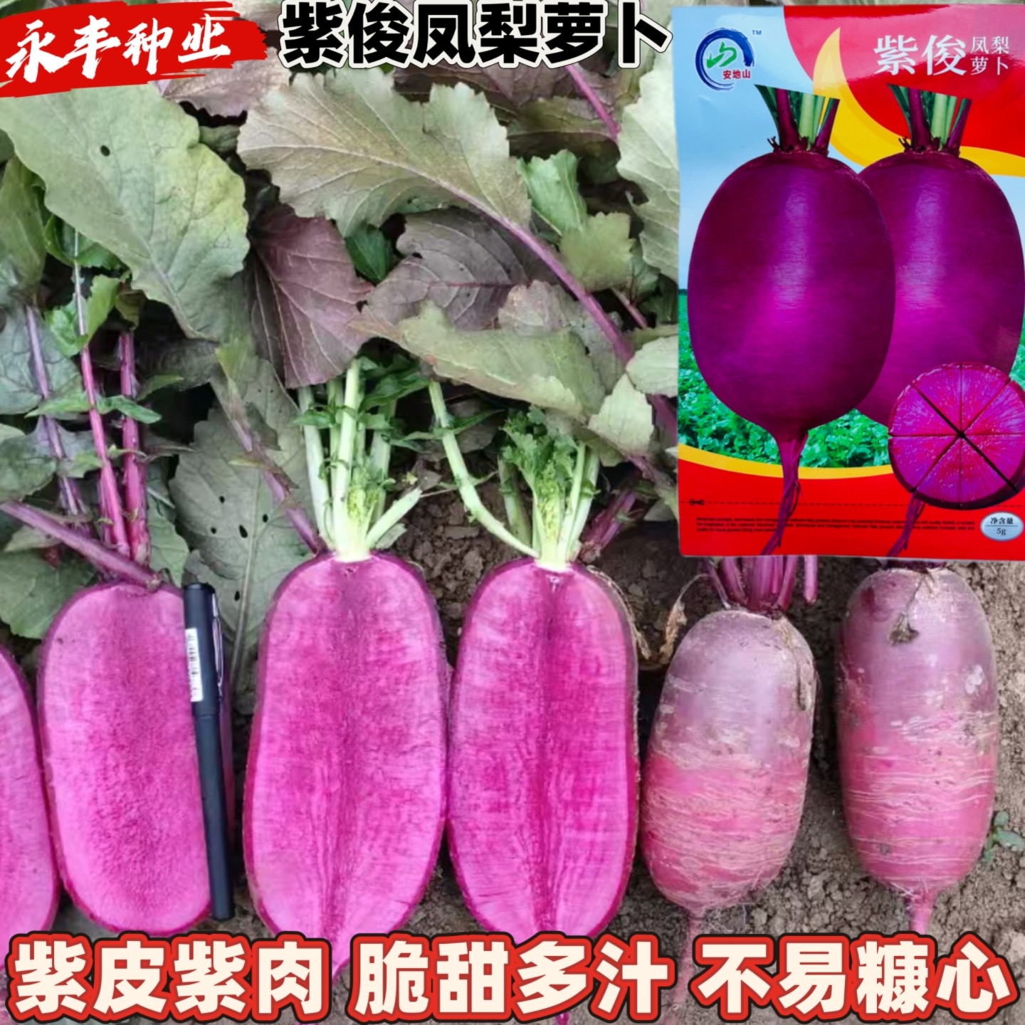 紫俊凤梨紫萝卜种子早熟紫皮肉耐热不糠心脆甜多汁春夏秋播蔬菜籽