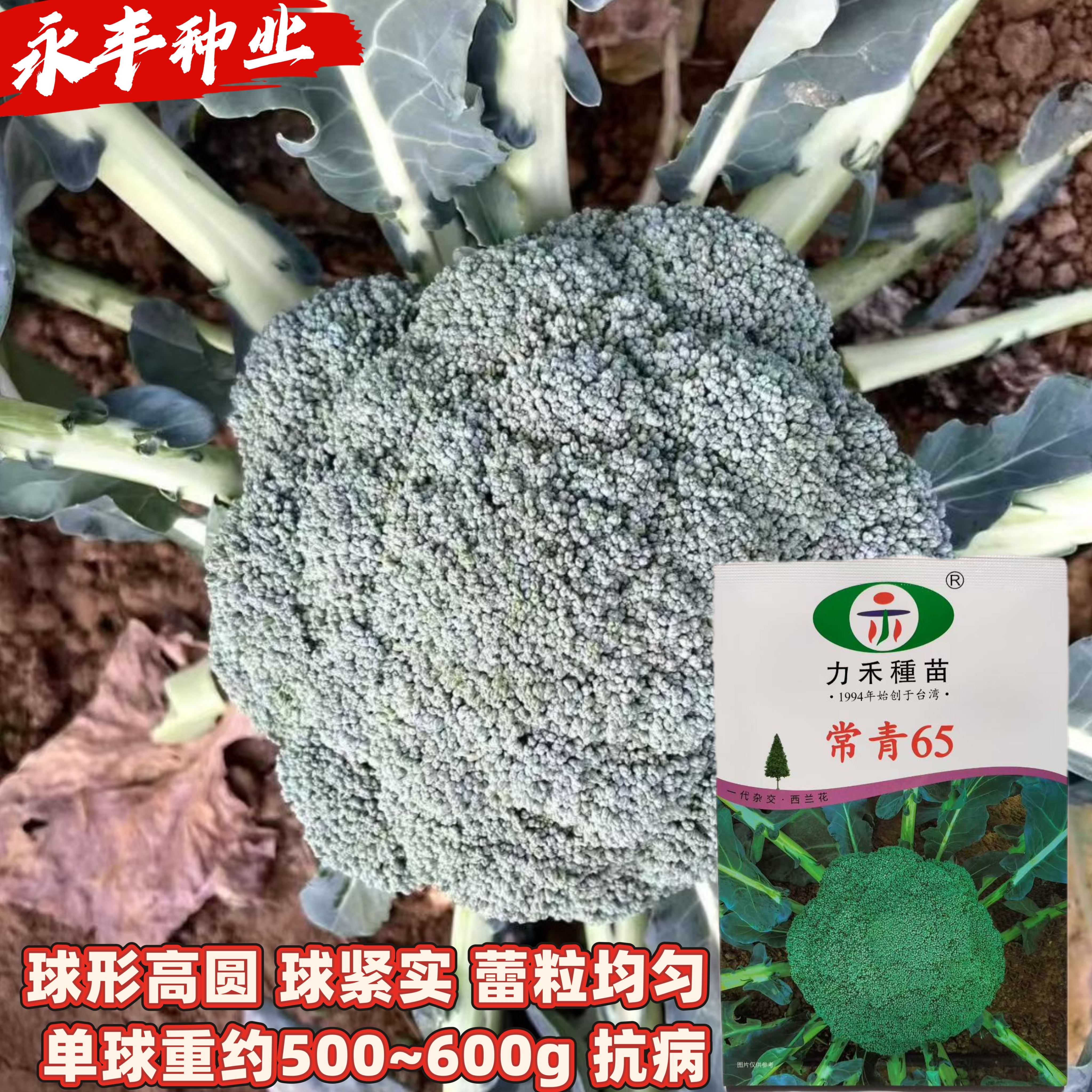 力禾常青65/75西蓝花种子花球紧实抗病高产耐热耐寒春秋播花菜种