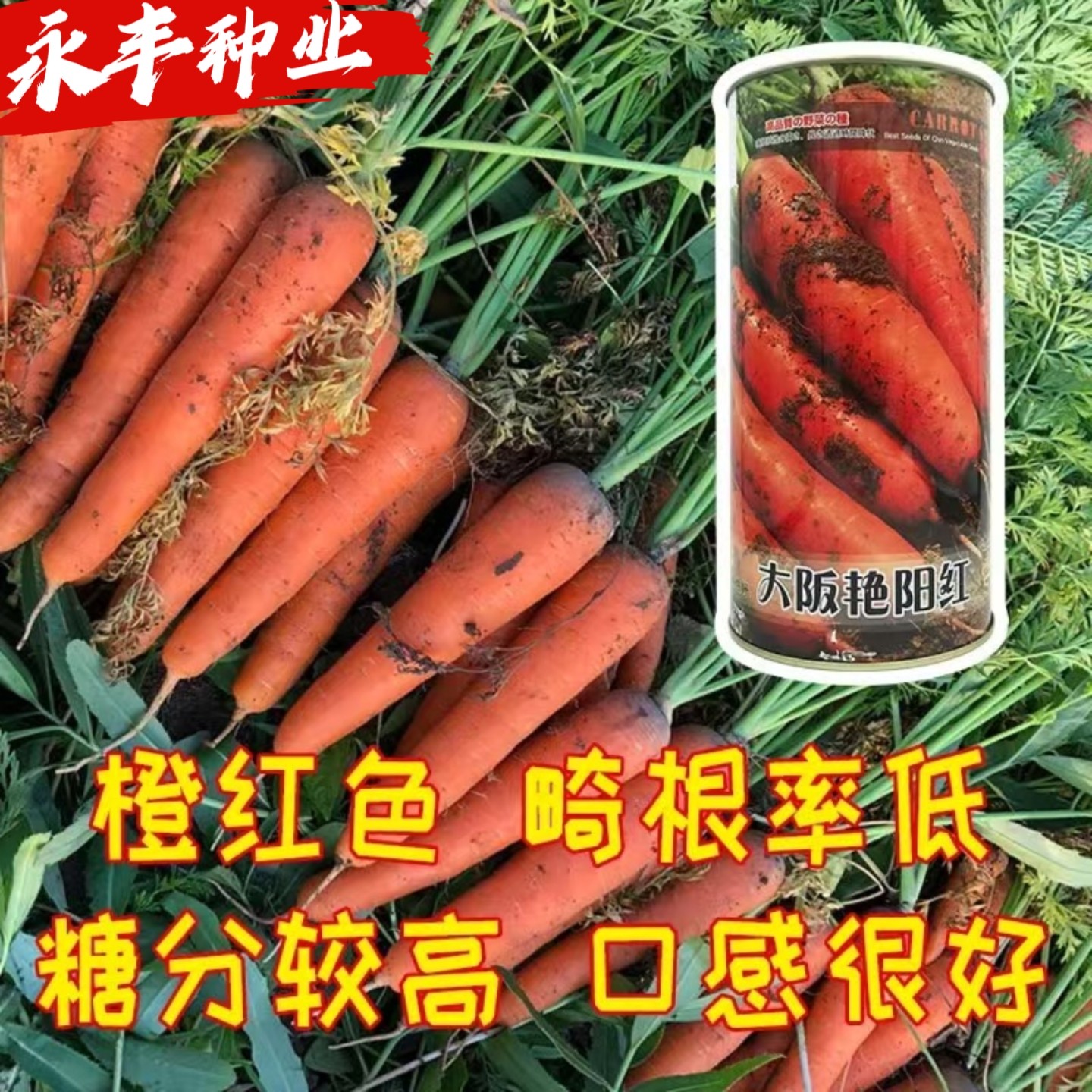 大阪艳阳红胡萝卜种子橙红色畸形率低糖分高口感好蔬菜籽大田秋播