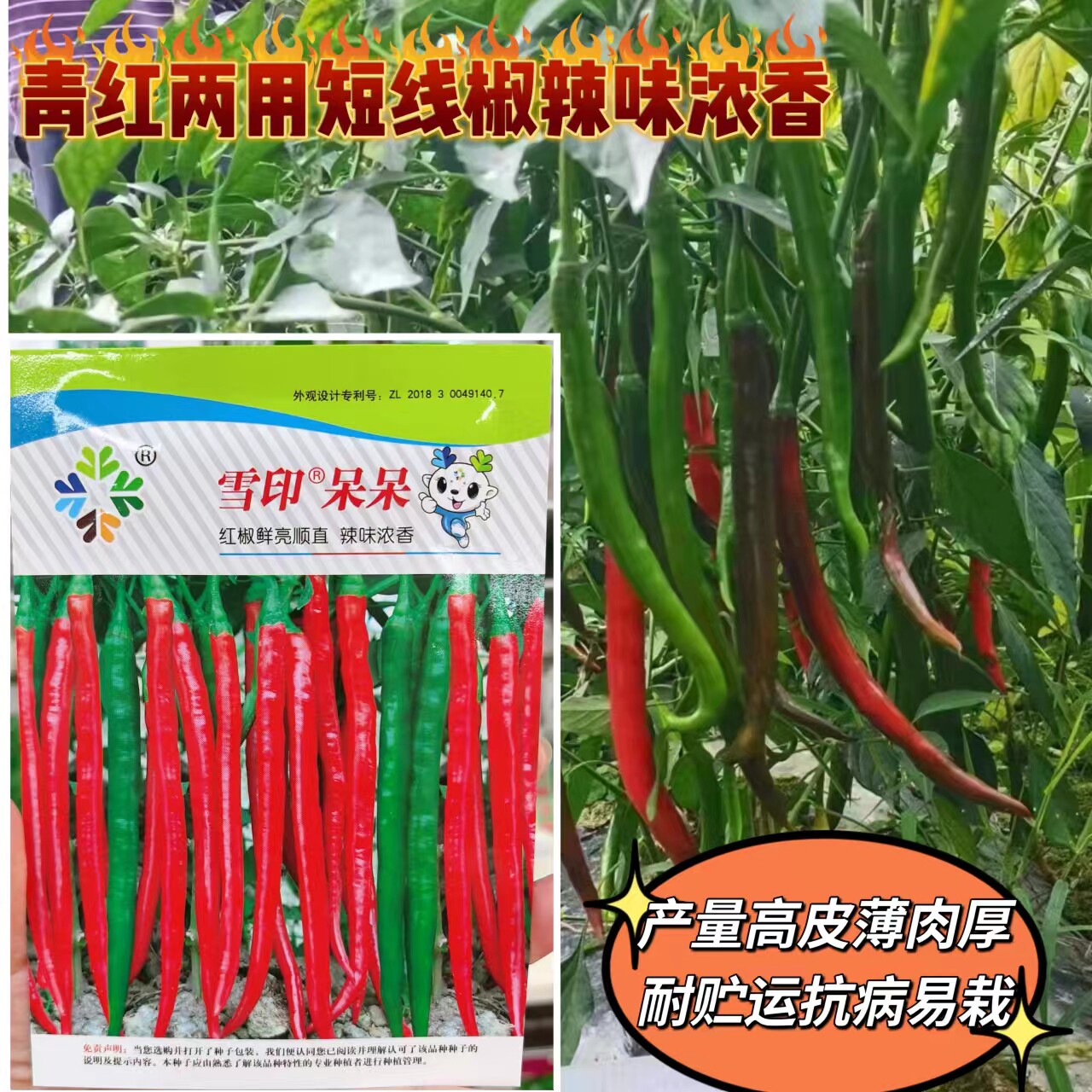 雪印呆呆青红短线椒种子辣味浓香高产皮薄肉厚耐贮运抗病蔬菜种子
